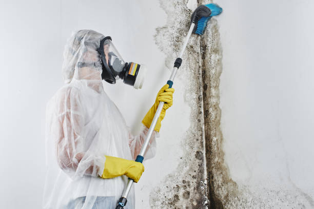 Best Mold Damage Repair  in Owasso, OK