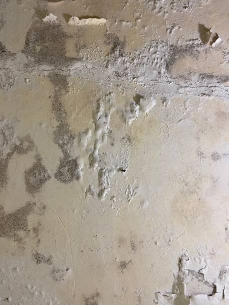 Trusted Owasso, OK Mold Removal Experts