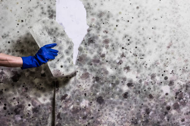 Certified Mold Removal in Owasso, OK